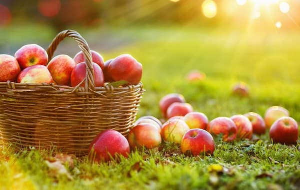 تصویر 2 از خرید و قیمت سیب محلی مراغه + فروش عمده